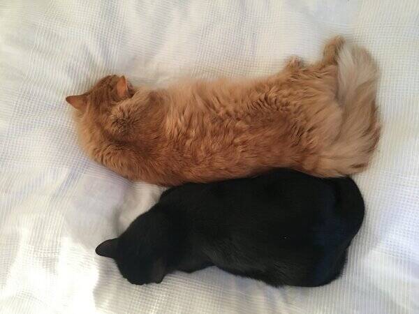 Katt - Kattbrderna Zingo och Sotis