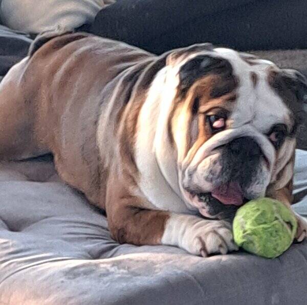 Hund - English bulldog  Presley