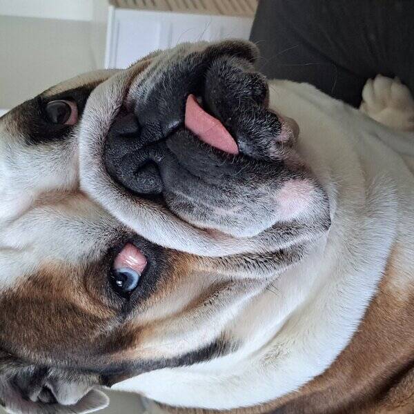 Hund - English bulldog  Presley Hund - English bulldog  Presley