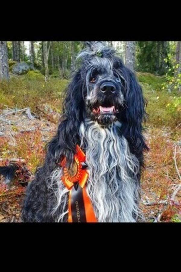 Hund - Nisse - Portugisisk vattenhund