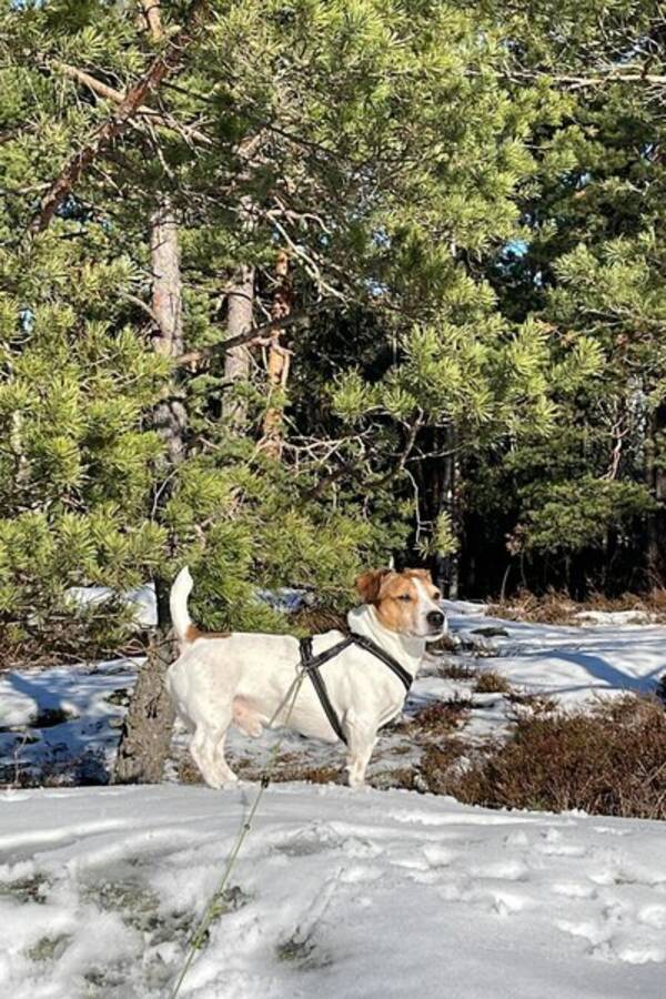 Hund - Jack Russell, Fenimor 