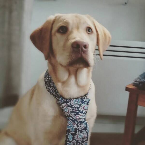 Hund - 
