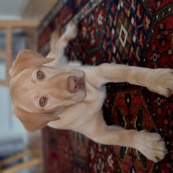 Hund - 
