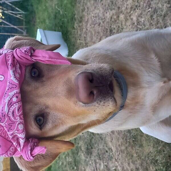 Hund - 