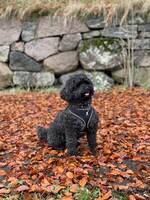 Havapoo Cocos Havapoo Cocos