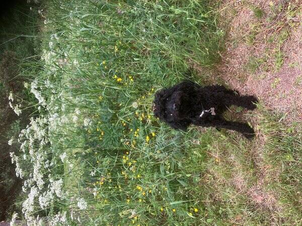 Hund - Pudeln Malcolm