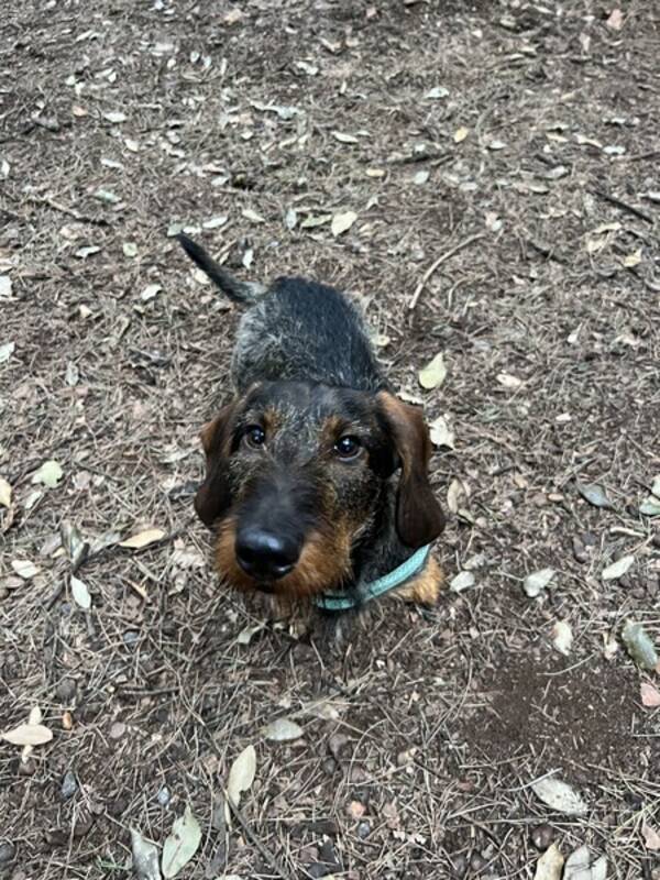 Hund - Taxen Bruno Hund - Taxen Bruno