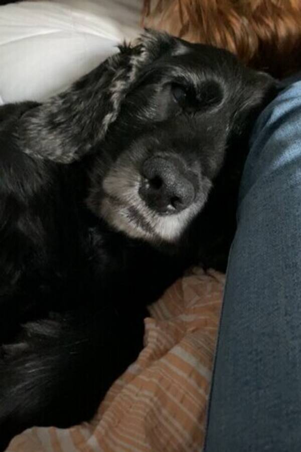 Hund - Cockapoo