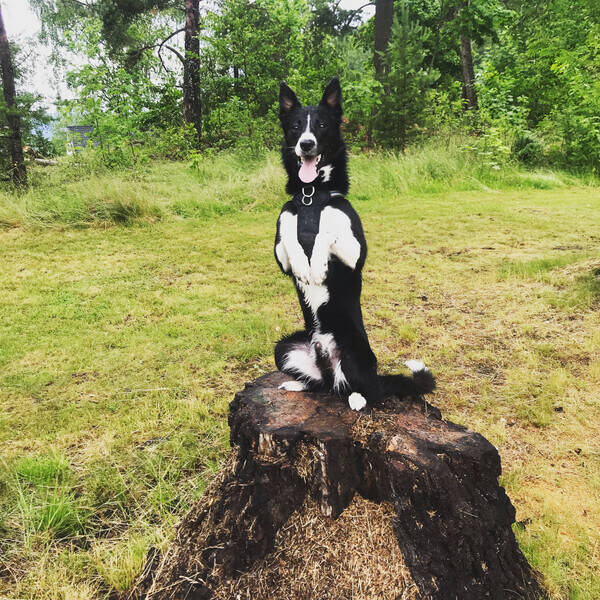 Hund - Border Collie