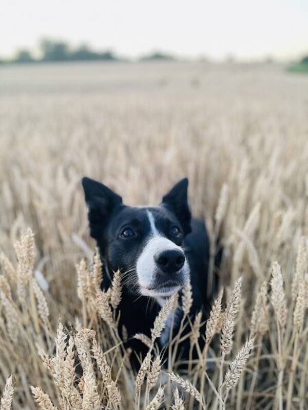 Hund - Border Collie