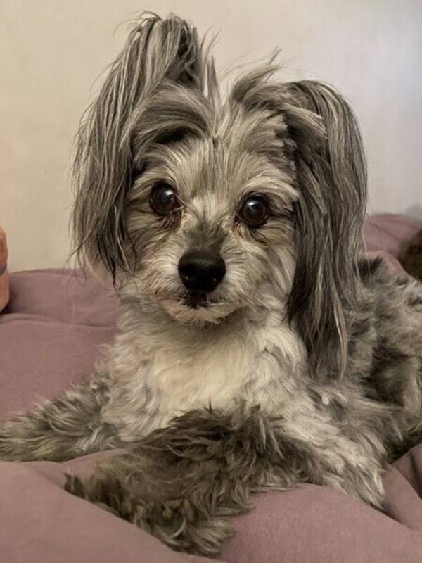 Hund - Teddy Bear Hund - Teddy Bear