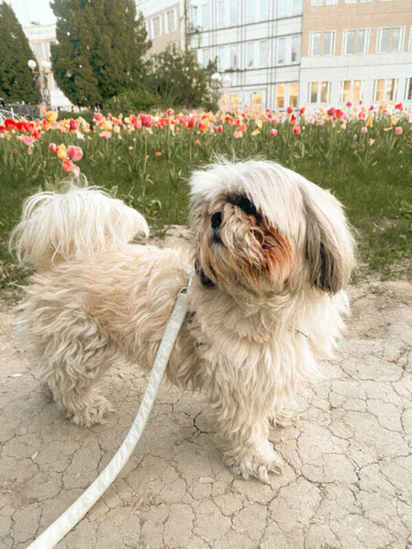 Hund - Shihtzun Leia