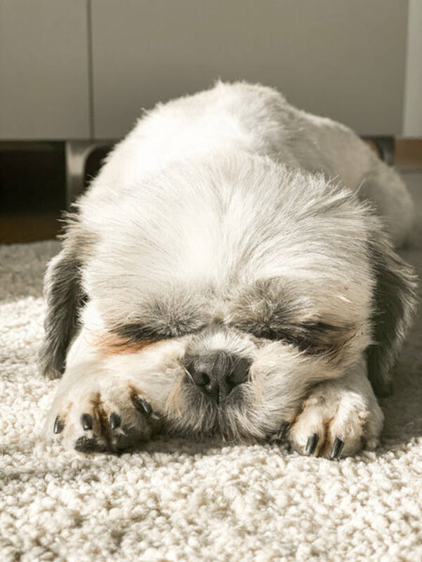 Hund - Shihtzun Leia