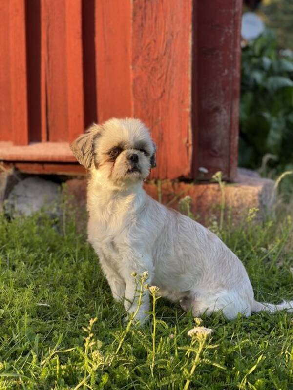 Hund - Shihtzun Leia