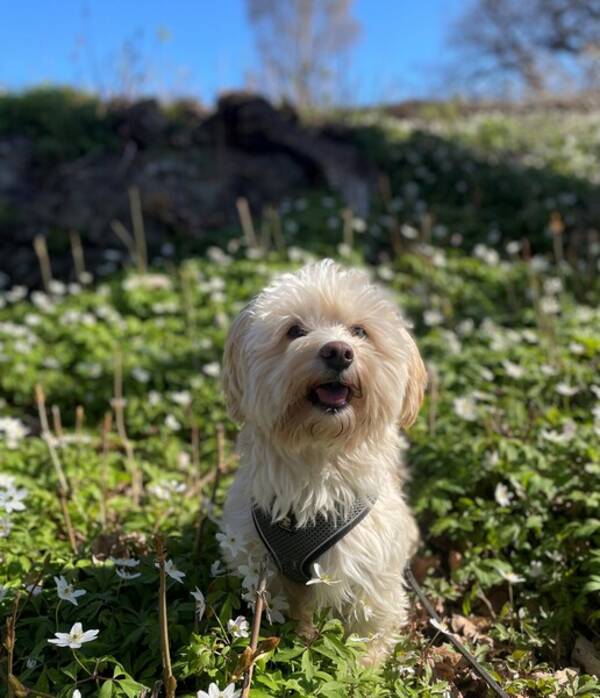 Hund - Ruffe