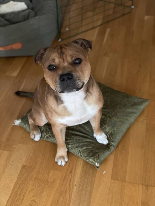 Hund - Staffordshire bullterrier Aston 