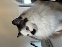 Ragdoll Nilus Ragdoll Nilus