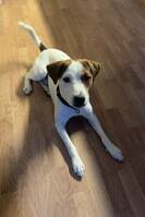 Parson Russell Terrier