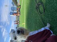 Dvrgschnauzer Bello