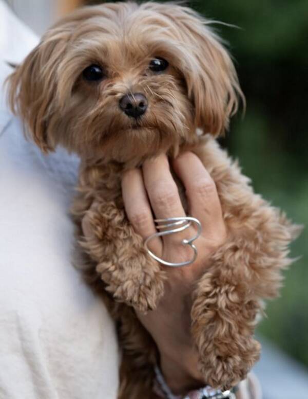 Hund - Maltipoo och cockerpoo 