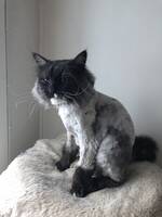 Gismo (Sibir) Gismo (Sibir)