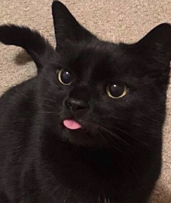 Katt - Svart katt 