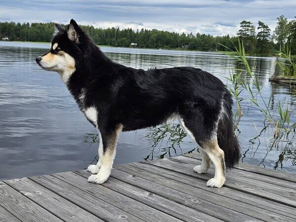 Hund - Finsk lapphund Zelda