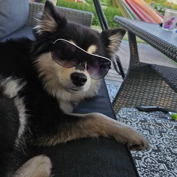 Hund - Finsk lapphund Zelda