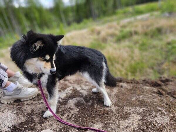 Hund - Finsk lapphund Zelda