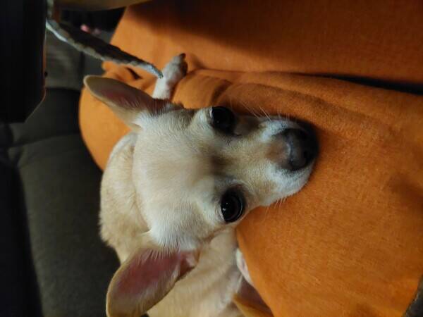 Hund - Swea      Chihuahua-Papillon
