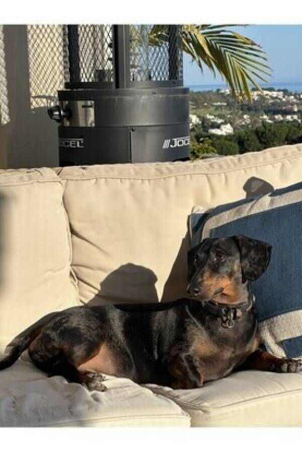 Hund - Tax Hund - Tax