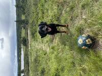 Bastarden Balto  Bastarden Balto