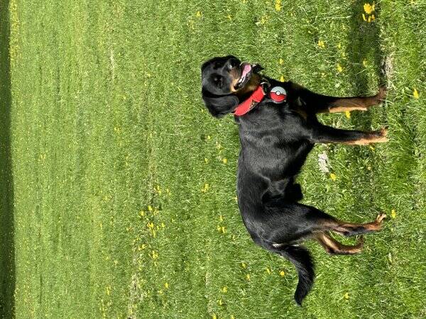 Hund - Bastarden Balto 