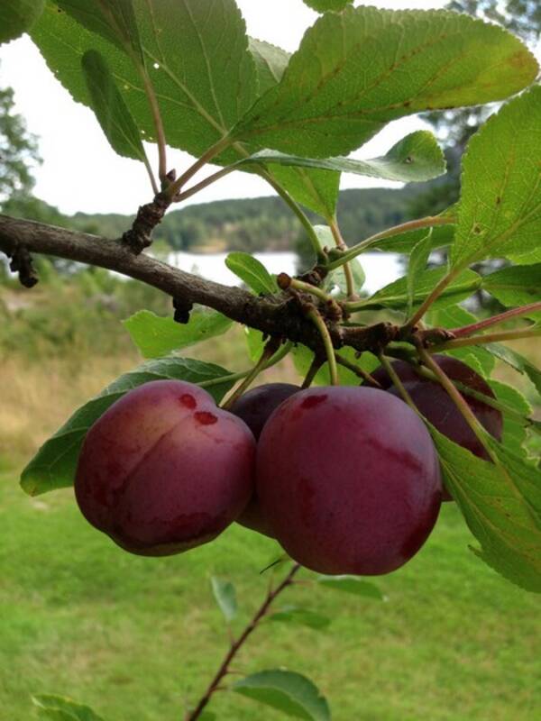 Annet - Hippiefarm i Redneck Land Annet - Hippiefarm i Redneck Land