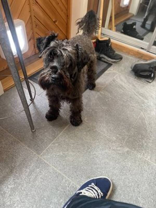 Hund - Dverg Schnauzer
