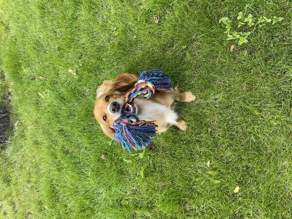 Hund - Jakt cocker Lyra