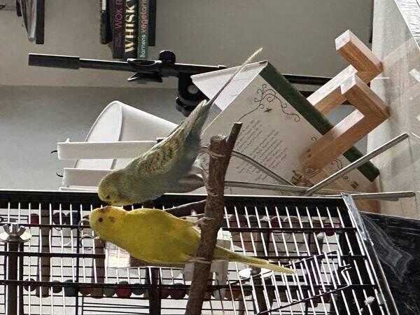 Övrigt - Undulaterna Piff och Puff