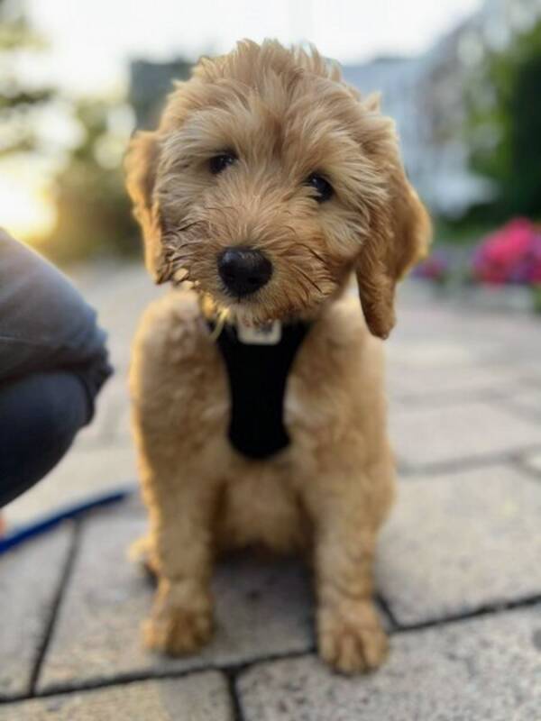 Hund - Cobberdogen Mateo