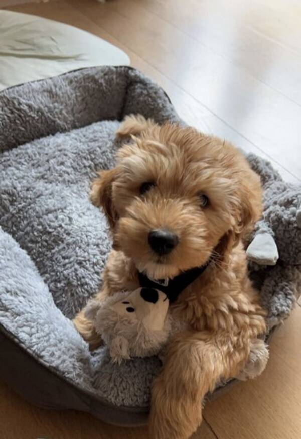 Hund - Cobberdogen Mateo