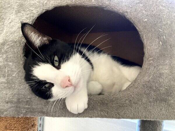 Katt - Tuxedo katten Benji
