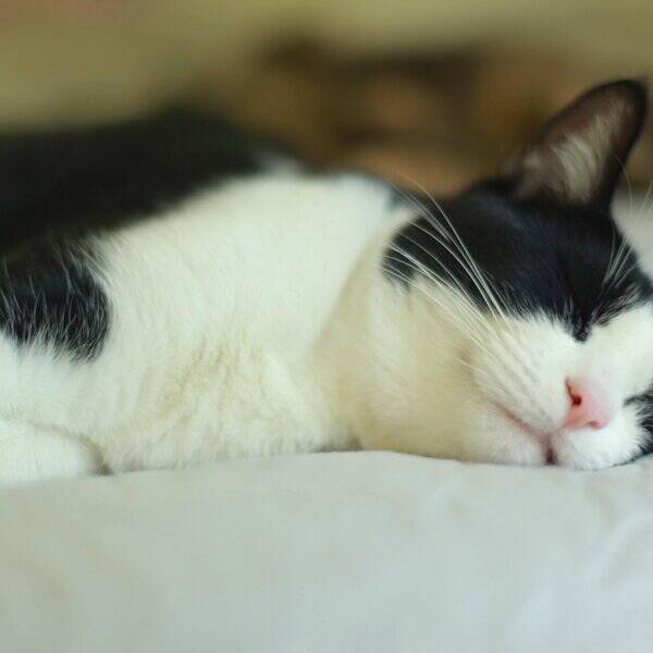 Katt - Tuxedo katten Benji