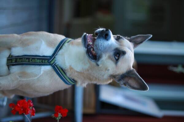 Hund - Duktiga Dexter