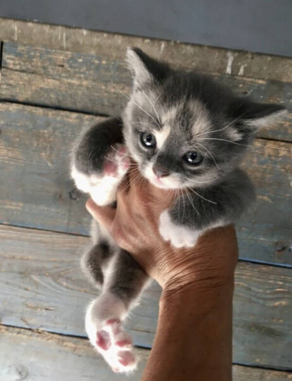 Katt - Katten Billie