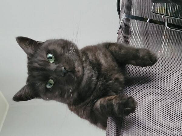 Katt - ASKA