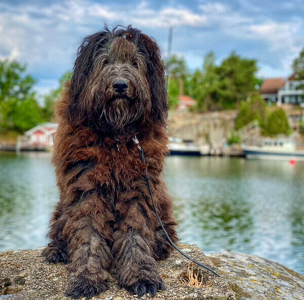 Hund - Bergamasco herdehund