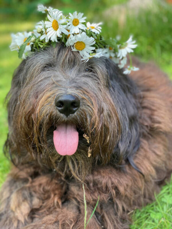 Hund - Bergamasco herdehund