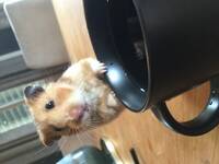 Syrisk hamster Syrisk hamster