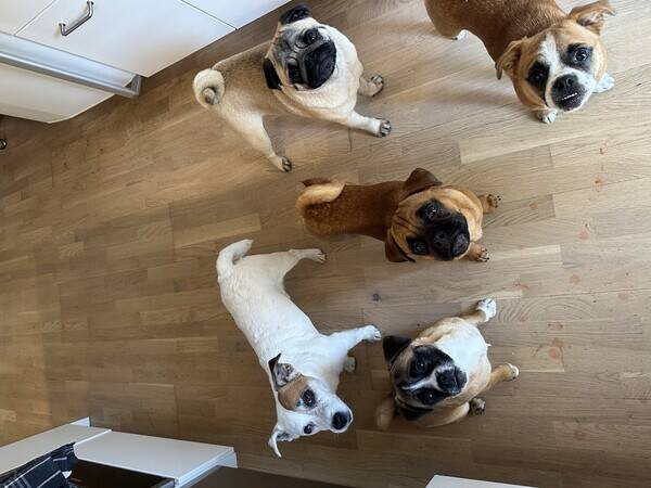 Hund - Mops Jack Russel valpar 