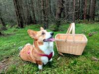 Corgi Lille  Corgi Lille