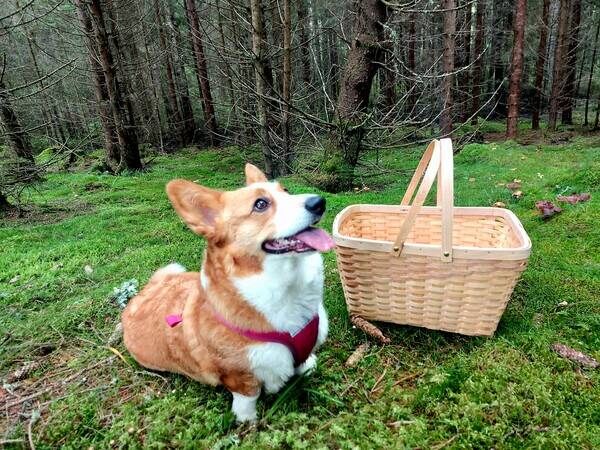 Hund - Corgi Lille 